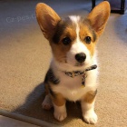 Predm krsne a anjelsk teniatka Pembroke Welsh Corgi.