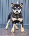 Shiba Inu tata na prodej