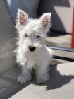 Predm mini teniatka West Highland White Terriers