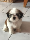 Predm hygienicky a socilne vykolen teniatka SHIH TZU