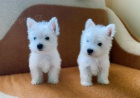 Predm mini teniatka West Highland White Terriers