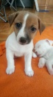 zskejte k prodeji asn a zdrav tata jack russell terira.