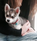 Predm teniatka ALASKAN KLEE KAI