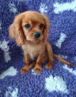 Kavalr king charles spaniel ttko  s PP