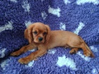 Kavalr king charles spaniel ttko  s PP