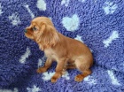 Kavalr king charles spaniel ttko  s PP