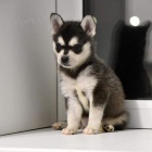 Predm teniatka ALASKAN KLEE KAI