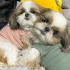 teniatka SHIH TZU