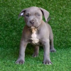 americkho pitbull terira