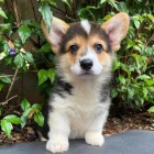 teniatka Pembroke Welsh Corgi.