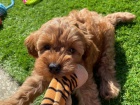 tata Cavapoo mini.