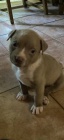 American bully XL ttka ABKC