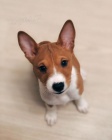 ttka Basenji