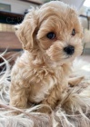 tata Maltipoo.