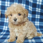 tata Maltipoo.