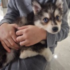 Predm teniatka ALASKAN KLEE KAI