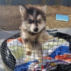 Predm teniatka ALASKAN KLEE KAI