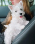 Predm mini teniatka West Highland White Terriers