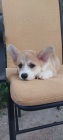 Pembroke Welsh Corgi tata