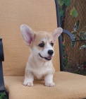 Pembroke Welsh Corgi tata