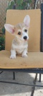 Pembroke Welsh Corgi tata