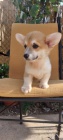 Pembroke Welsh Corgi tata