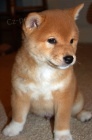 shiba inu tata