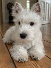 West Highland White Terriers