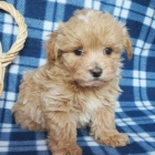 tata Maltipoo.