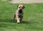 Boerboel (jihoafrick mastif) tata