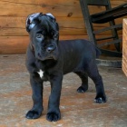 Prodm zdrav okovan tata italskho Cane Corso