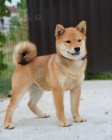 Shiba Inu tata