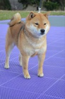 Shiba Inu tata