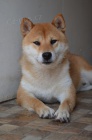 Shiba Inu tata