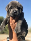 Prodm zdrav okovan tata italskho Cane Corso