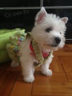 Predm mini teniatka West Highland White Terriers