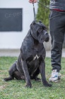 Cane Corso tata