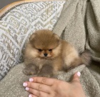 miniaturn tata pomeranian na prodej.