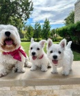 Predm mini teniatka West Highland White Terriers