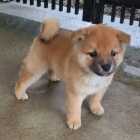 TATA MINI SHIBA INU