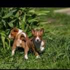 Prodm krsn okovan a oderven ttka Basenji