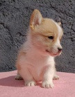 Pembroke Welsh Corgi tata