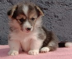 Pembroke Welsh Corgi tata