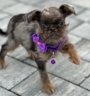 Brussels Griffon sameci tata na prodej