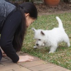 Predm mini teniatka West Highland White Terriers