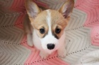 teniatka Pembroke Welsh Corgi.