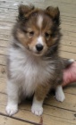 tata Sheltie