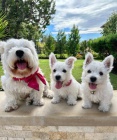 tata West Highland White Terrier