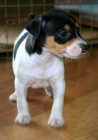 tata jack russell terira.