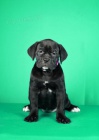 Cane Corso tata